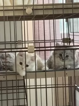 K.K 様のお迎えした子猫