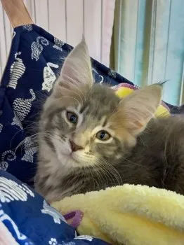 N.M 様のお迎えした子猫