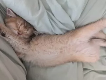 ナナナ 様のお迎えした子猫