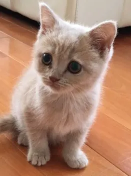 Y.H 様のお迎えした子猫