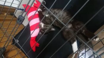 ぴくみん 様のお迎えした子猫