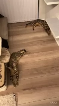 N.K 様のお迎えした子猫