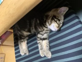 M.K 様のお迎えした子猫