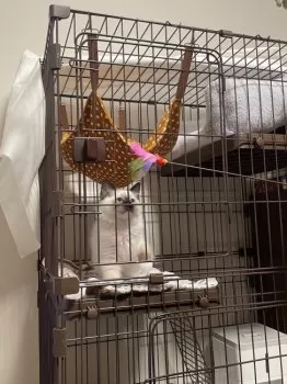 T.T 様のお迎えした子猫