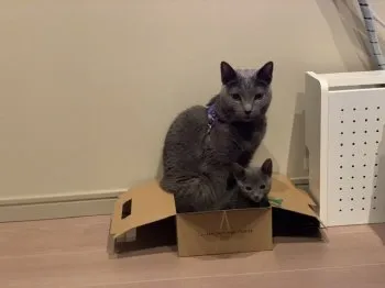 けろぼう 様のお迎えした子猫