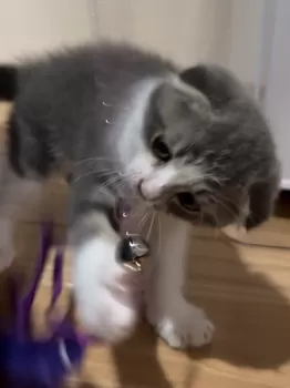 K.Y 様のお迎えした子猫