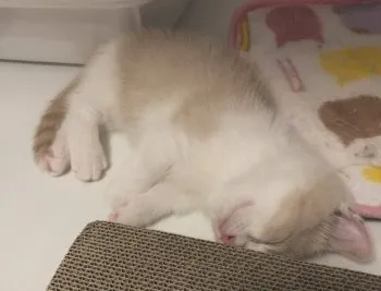 miyabi 様のお迎えした子猫