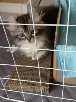 のあ 様のお迎えした子猫