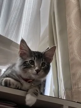 S.I 様のお迎えした子猫