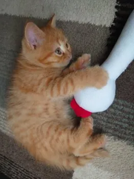 キック 様のお迎えした子猫