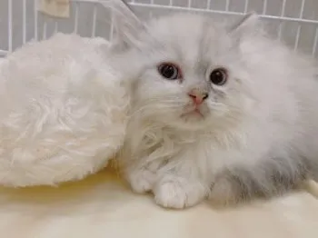 はなみ 様のお迎えした子猫