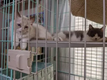 だいかつ 様のお迎えした子猫