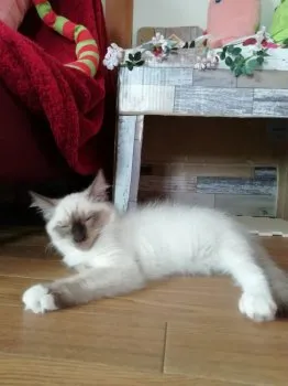 タマちゃん 様のお迎えした子猫