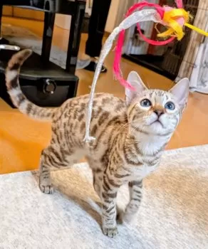 luna 様のお迎えした子猫