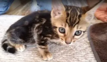 やまたつ 様のお迎えした子猫