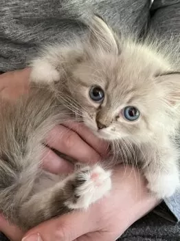 あやぴの 様のお迎えした子猫