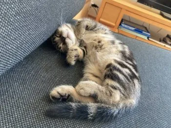 S.K 様のお迎えした子猫