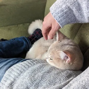 beru 様のお迎えした子猫