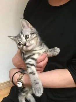 ナル母さん 様のお迎えした子猫