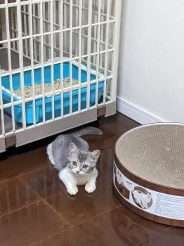 あみ 様のお迎えした子猫