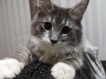 M.S 様のお迎えした子猫