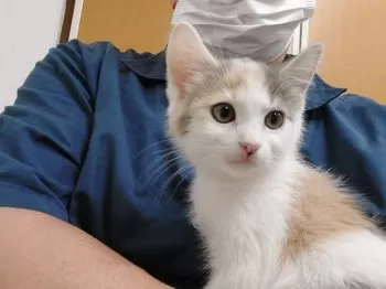 まろ 様のお迎えした子猫