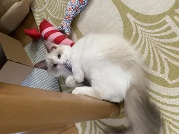 A.S. 様のお迎えした子猫