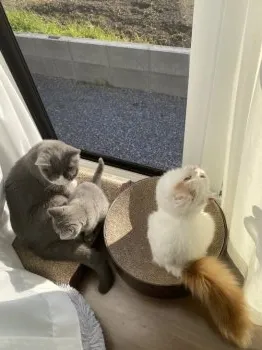 もこ 様のお迎えした子猫