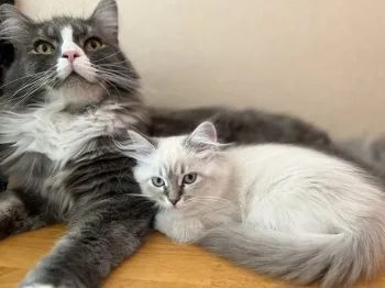 M.T 様のお迎えした子猫