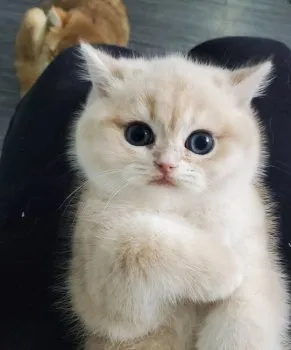 C.T 様のお迎えした子猫