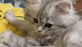 N.Ｉ 様のお迎えした子猫