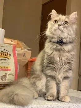 ルルル 様のお迎えした子猫