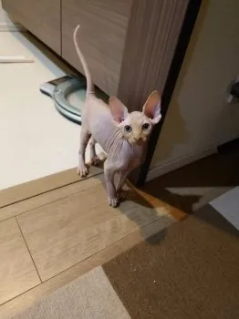 小冬 様のお迎えした子猫