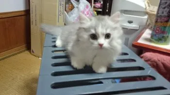 ペコちゃん 様のお迎えした子猫
