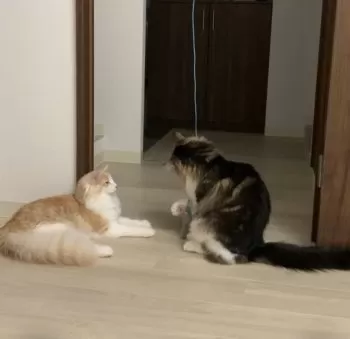あこ 様のお迎えした子猫