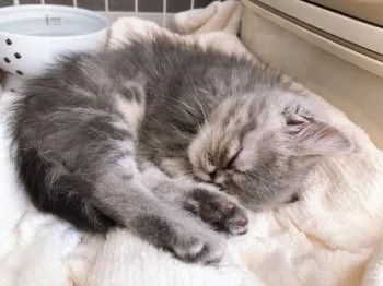 かな 様のお迎えした子猫