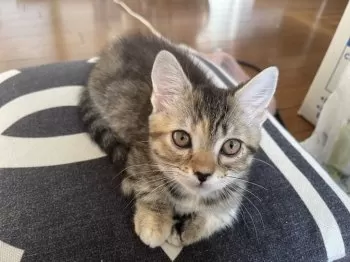 もに 様のお迎えした子猫