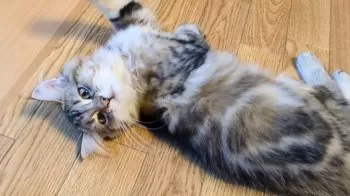 S.K 様のお迎えした子猫