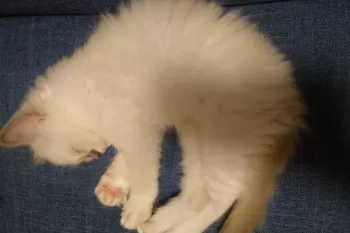 K.S 様のお迎えした子猫