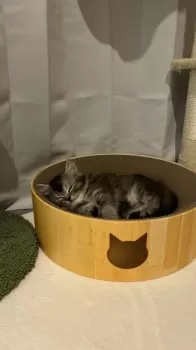 R.U 様のお迎えした子猫