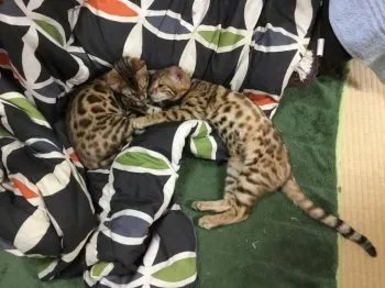 酒造 様のお迎えした子猫