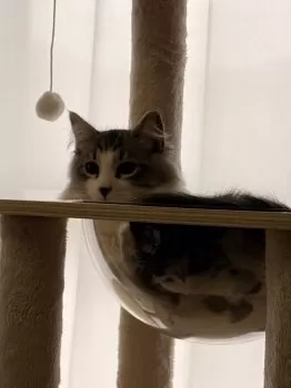 J.N 様のお迎えした子猫