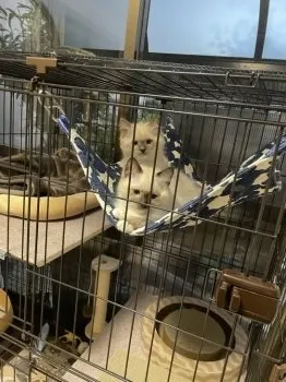 K.N 様のお迎えした子猫