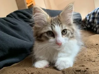 みあ 様のお迎えした子猫