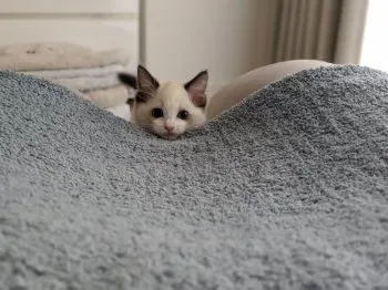 mai 様のお迎えした子猫