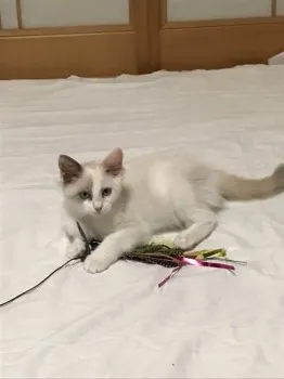 K.H 様のお迎えした子猫