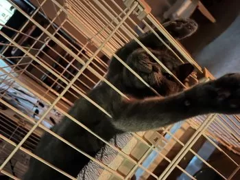 M.K 様のお迎えした子猫