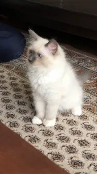 杉原 唯子 様のお迎えした子猫