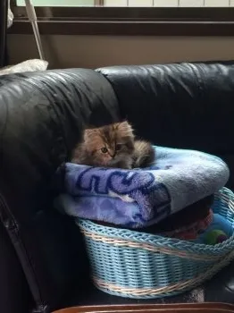 とちまる 様のお迎えした子猫