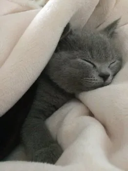 H・M 様のお迎えした子猫